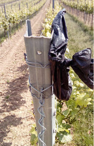 Hundekot_Weinberg